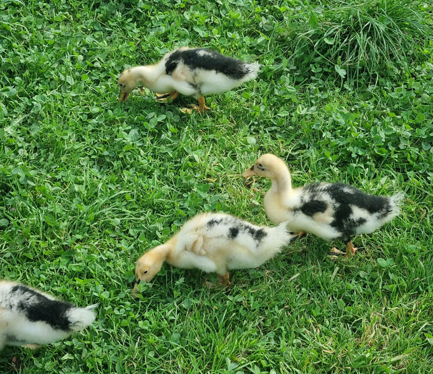 Ancona Duck Chicks
