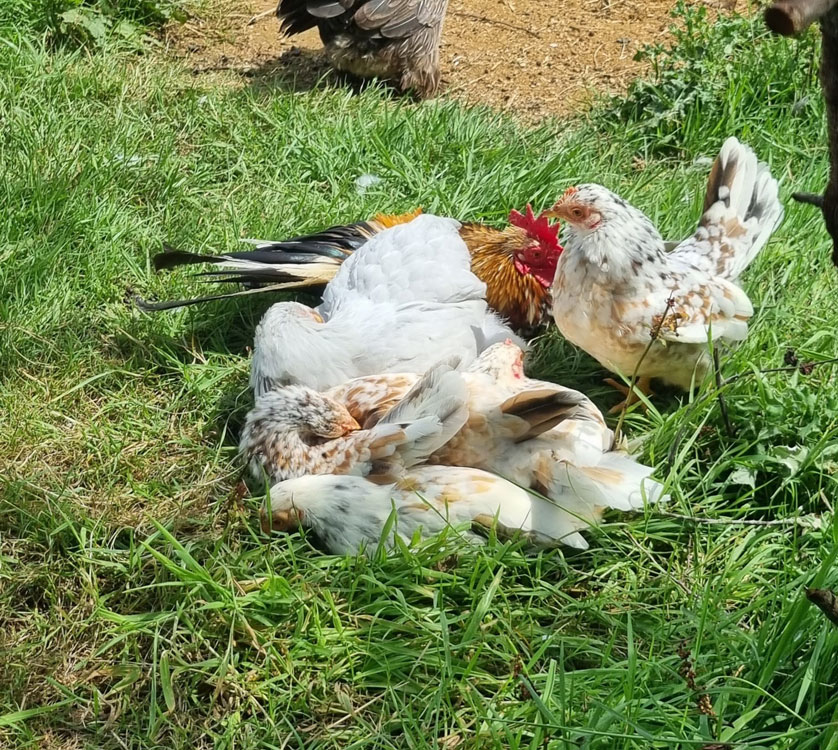 Some of my chickens