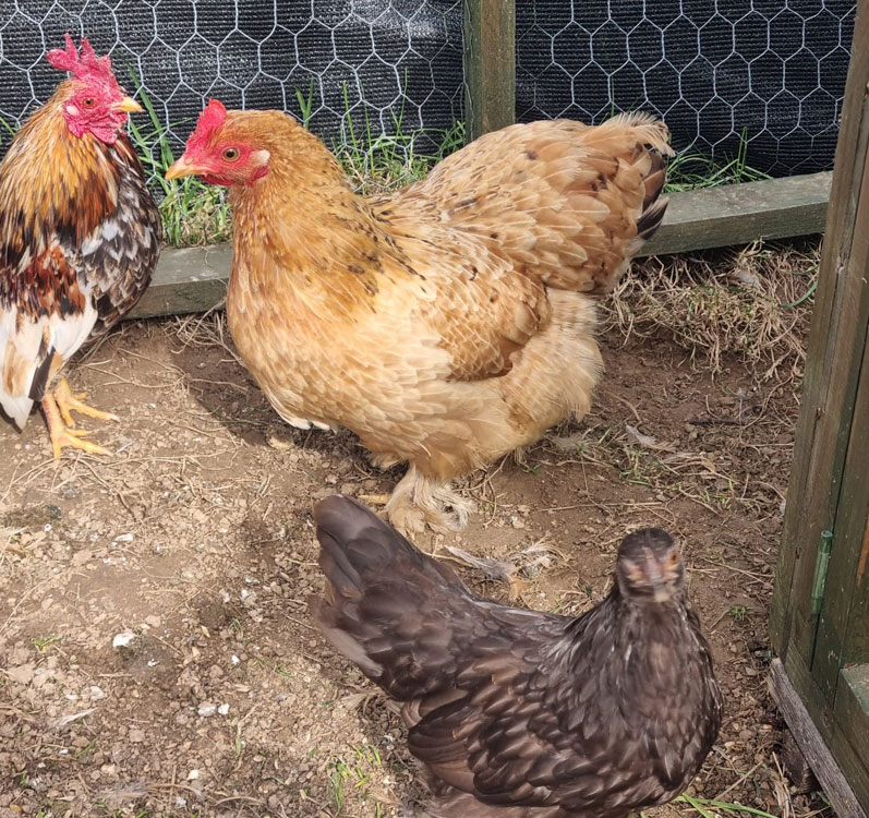 Some of my chickens