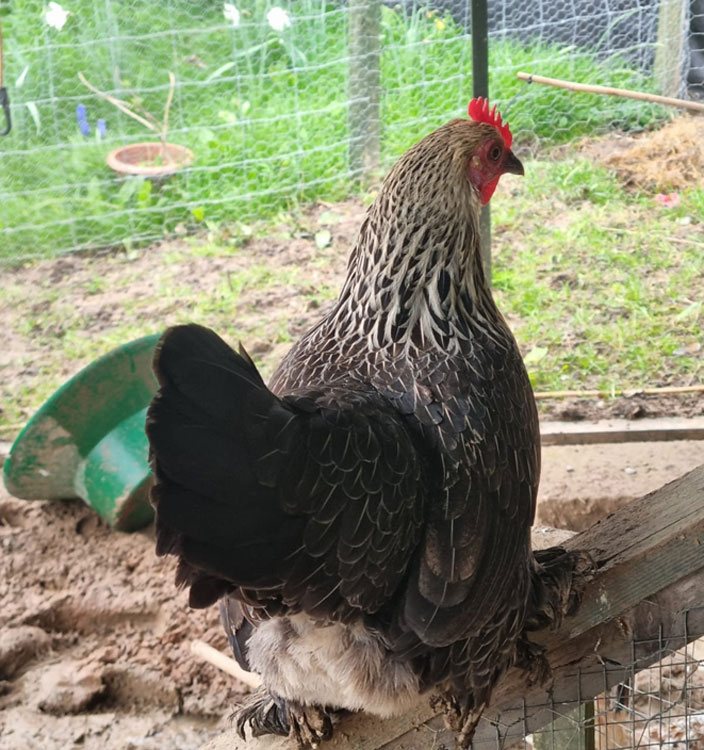 Some of my chickens