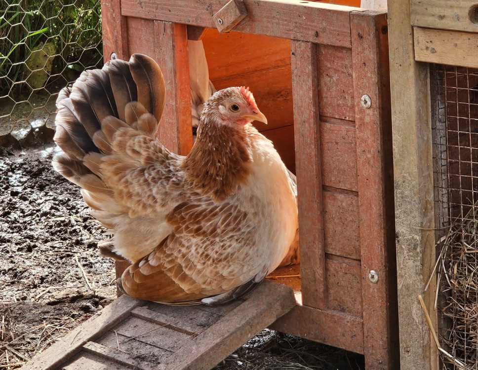 Some of my chickens