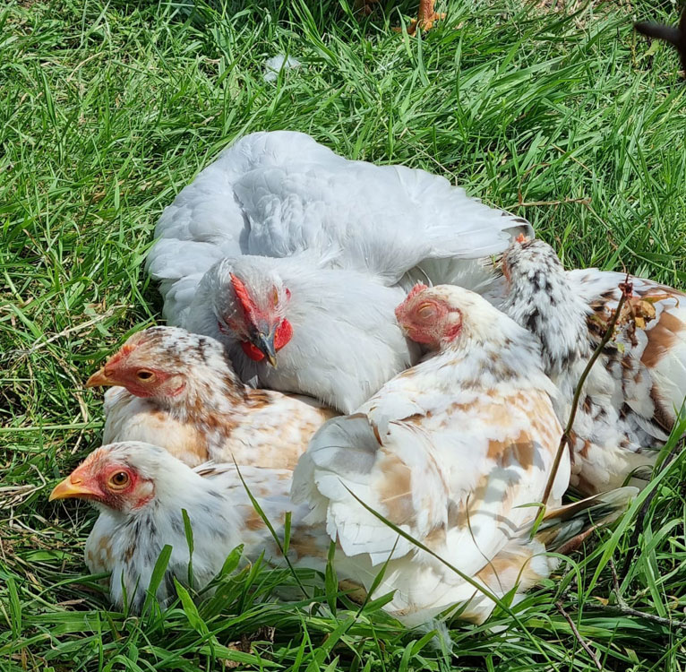 Some of my chickens
