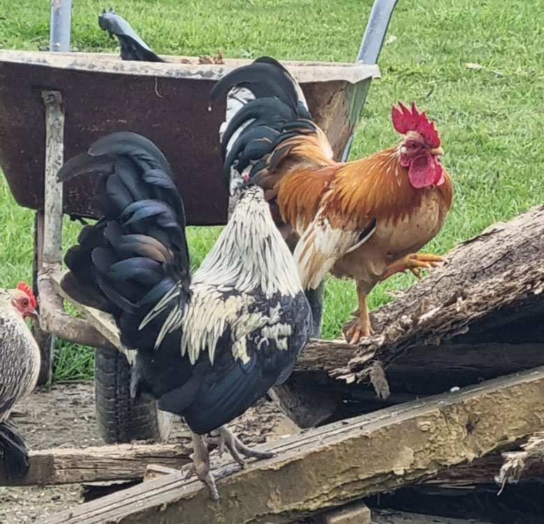 Some of my chickens