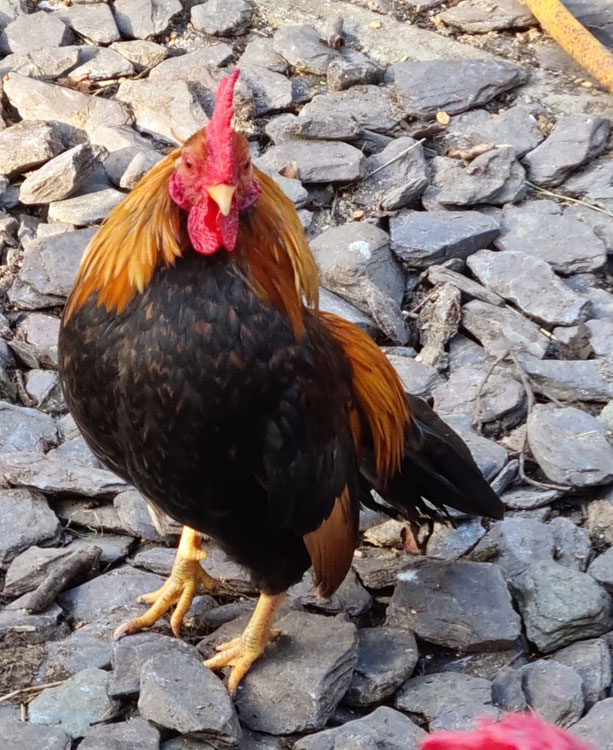 Some of my chickens
