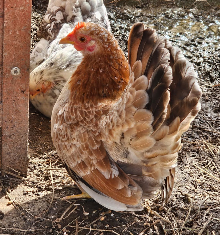 Some of my chickens