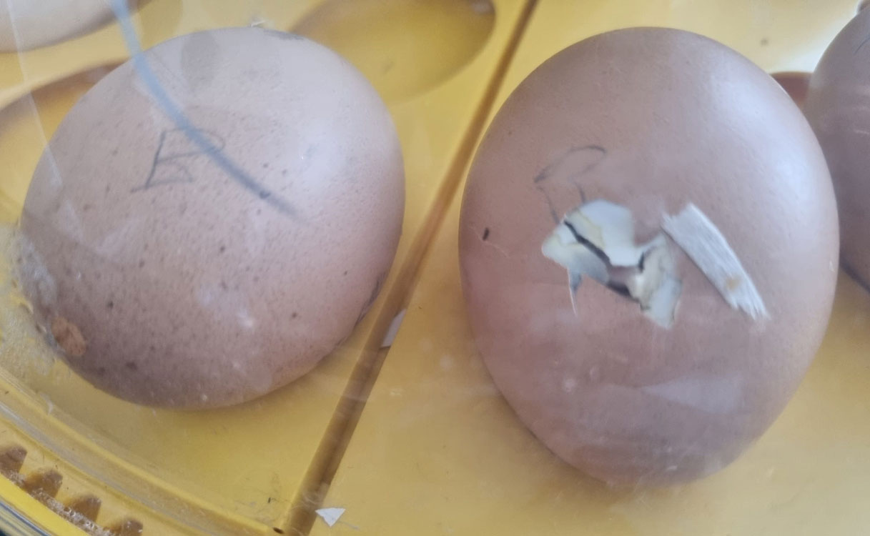 Eggs warming in an incubator