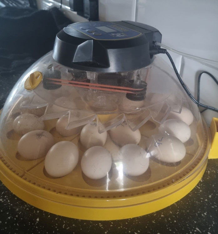 Eggs warming in an incubator
