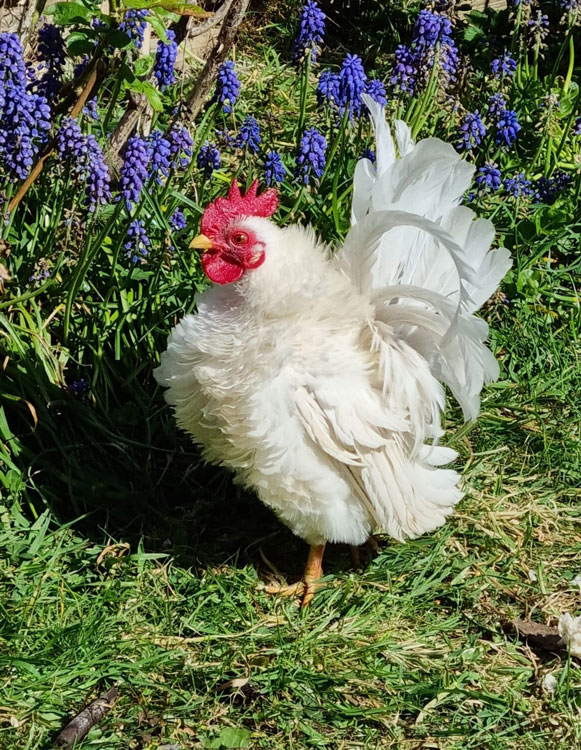Frizzle Serama Rooster