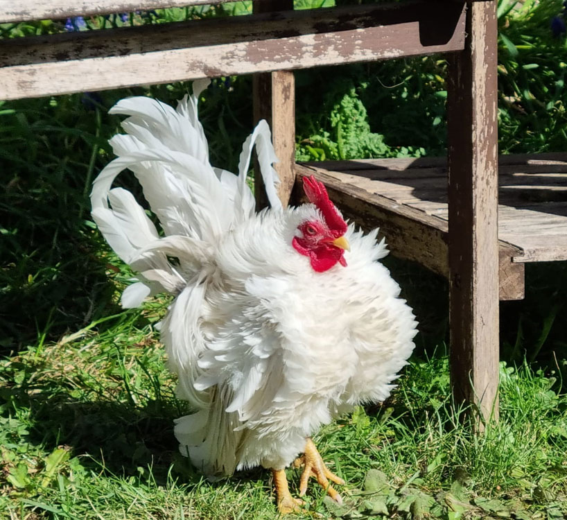 Frizzle Serama Rooster