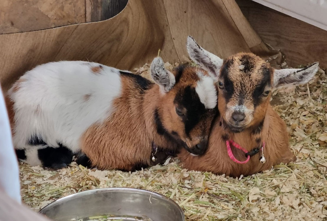 My Pygmy Goats