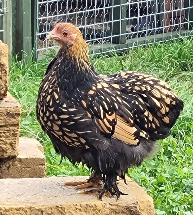 Gold-Laced Pekin Bantams