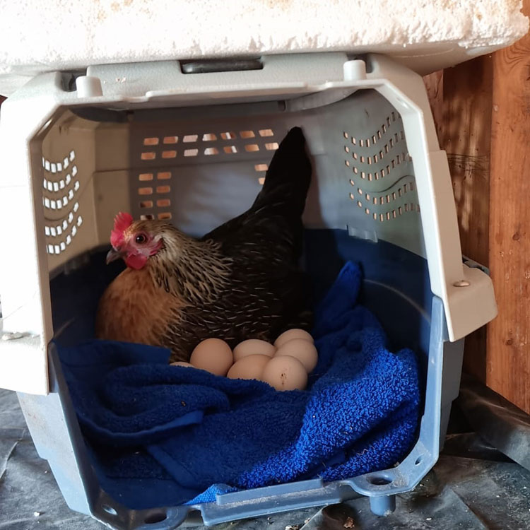 Gold-Laced Pekin Bantam with her chicks