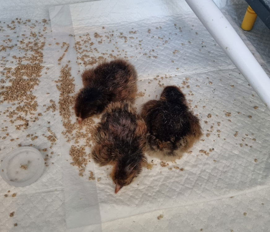 Freshly hatched chicks in an incubator