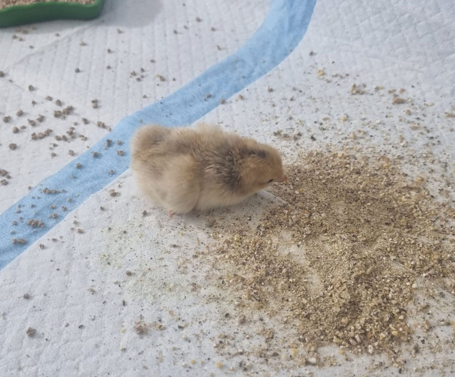 Freshly hatched chicks in an incubator