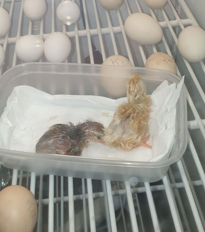 Freshly hatched chicks in an incubator