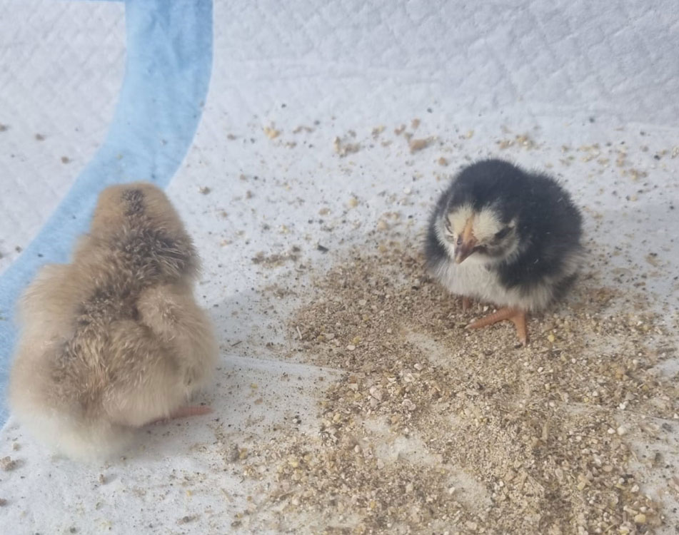 Freshly hatched chicks in an incubator