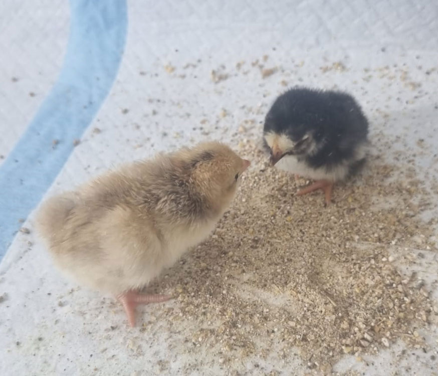 Freshly hatched chicks in an incubator