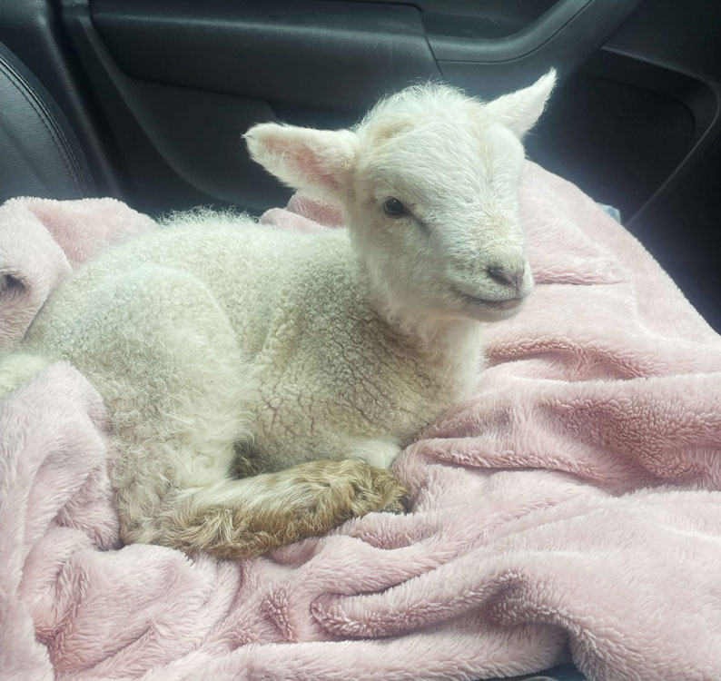Newborn Lamb