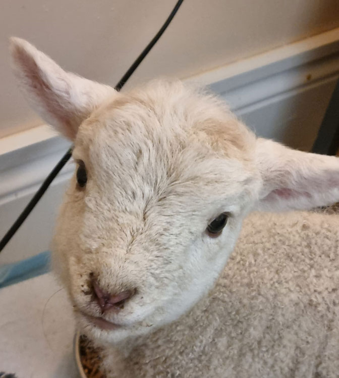 Newborn Lamb