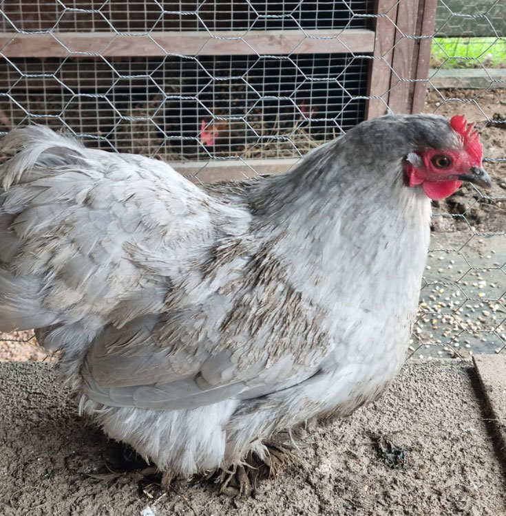 Lavender Pekin Bantam