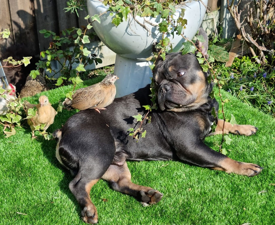 My dog Marcus lying with two chicks