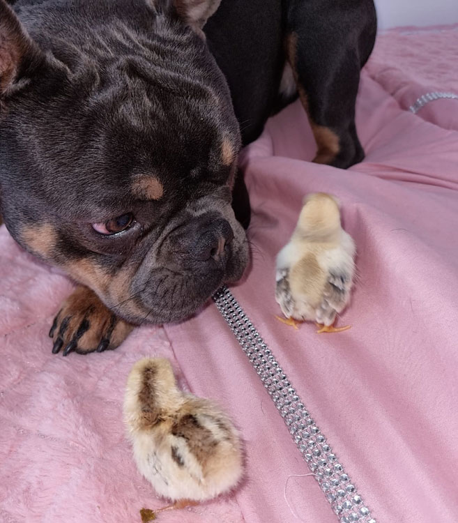 My dog Marcus lying with two chicks