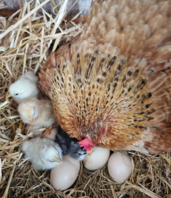New Hampshire mother with her chicks
