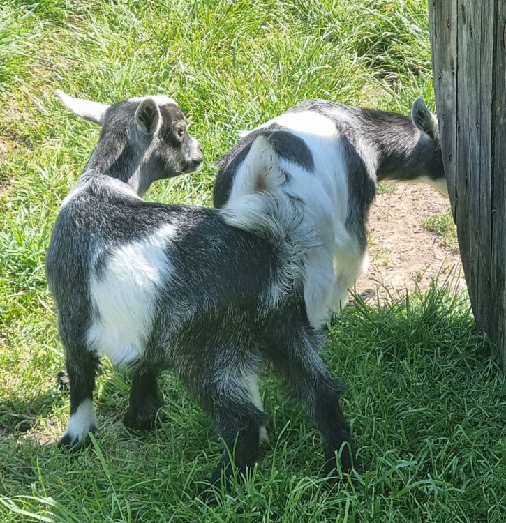 My Pygmy Goats