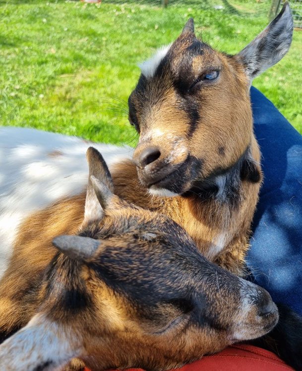 My Pygmy Goats