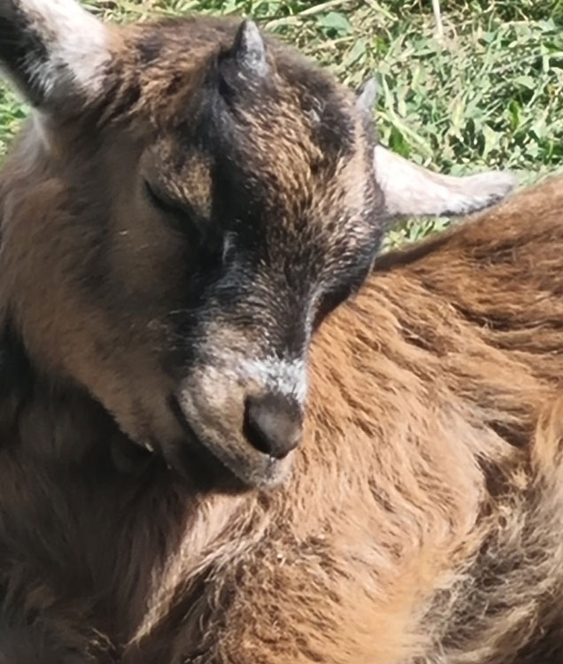 My Pygmy Goats