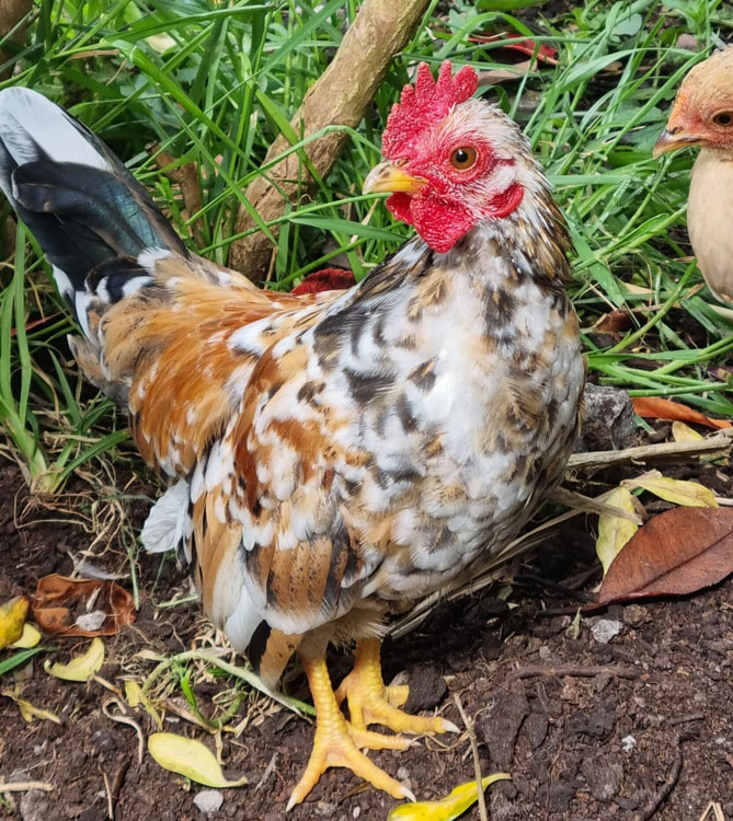 Serama Chicken