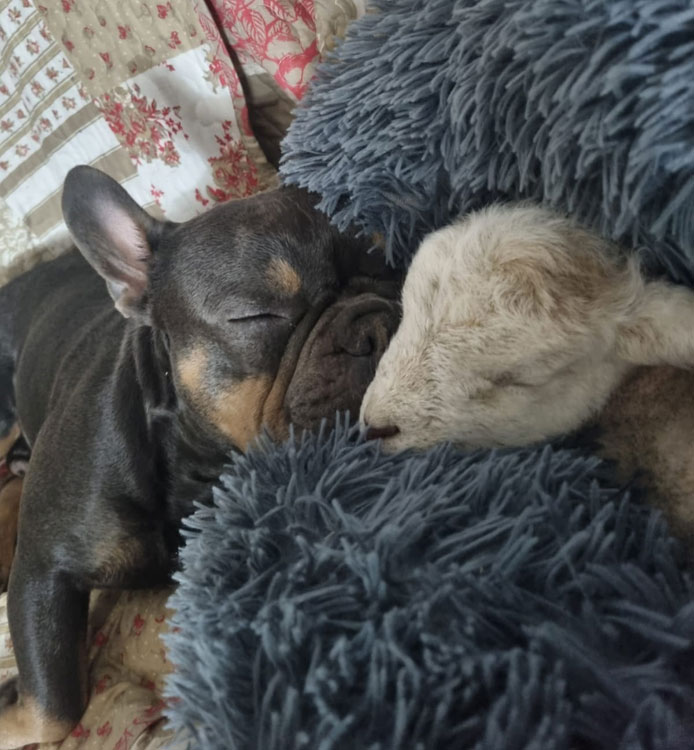 My lamb with my dog