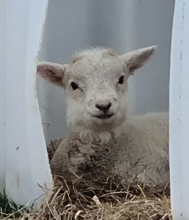 My lambs