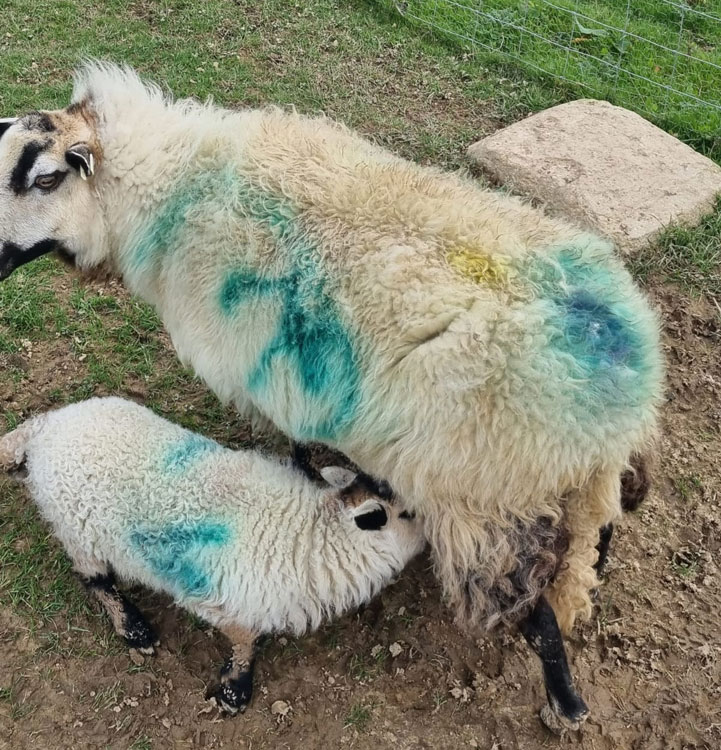 My lamb with its mother