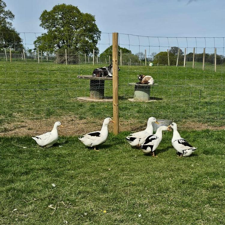 Flock of Ancona Ducks