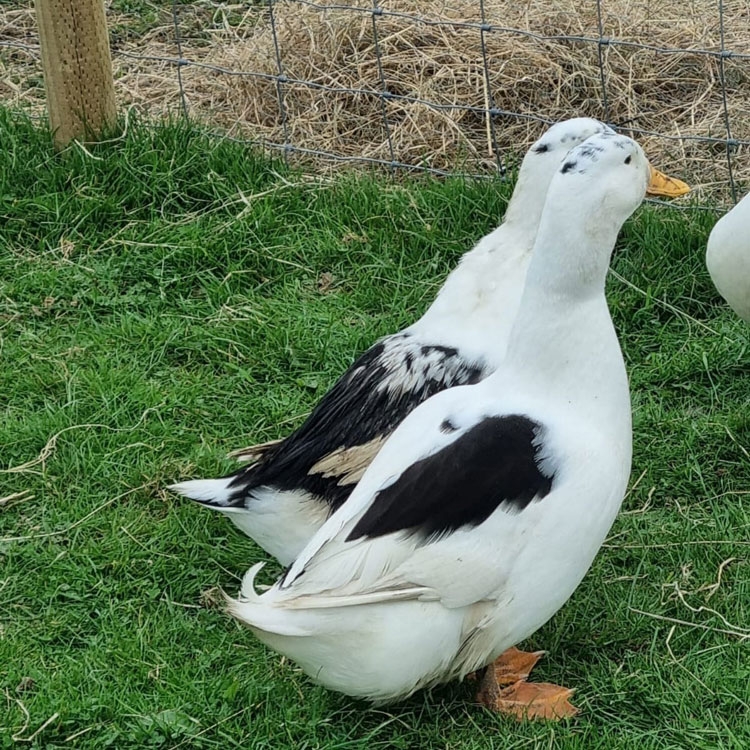 Ancona Duck