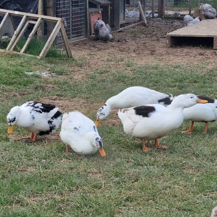 Flock of Ancona Ducks