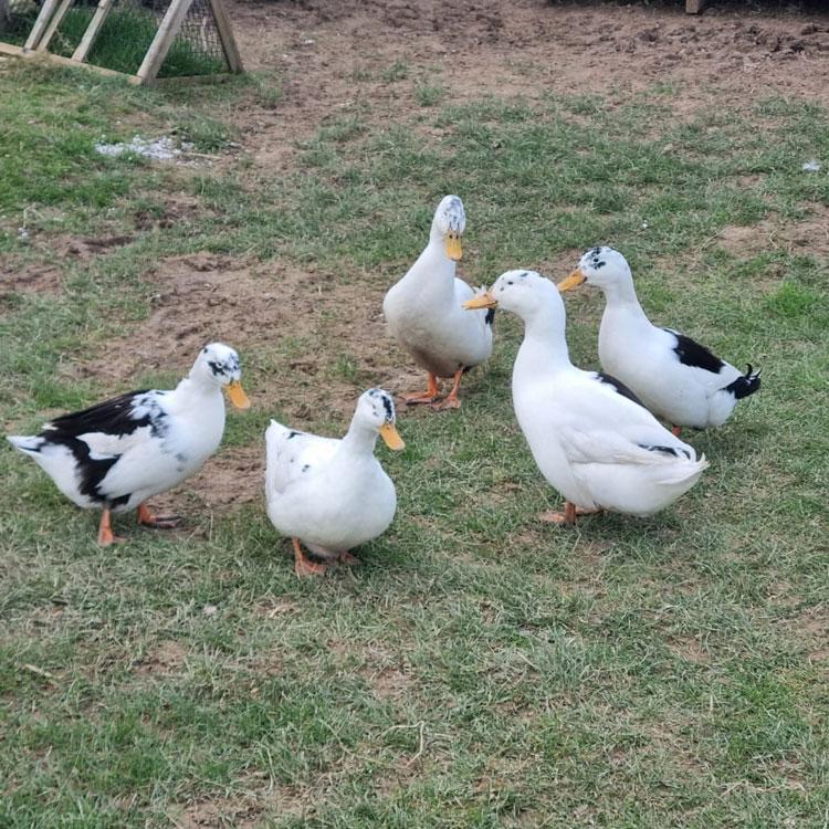 5 Ancona Ducks