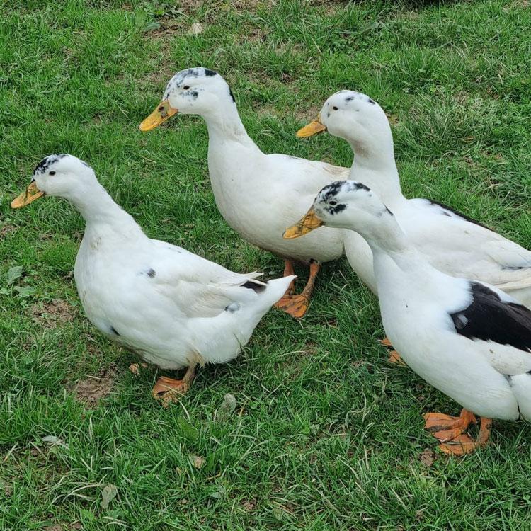 4 Ancona Ducks