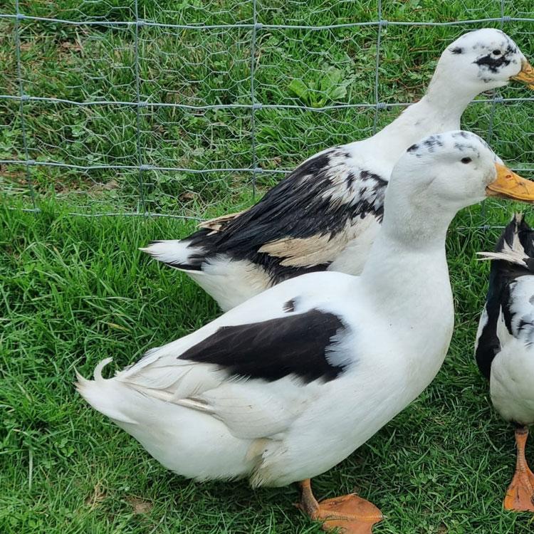 2 Ancona Ducks