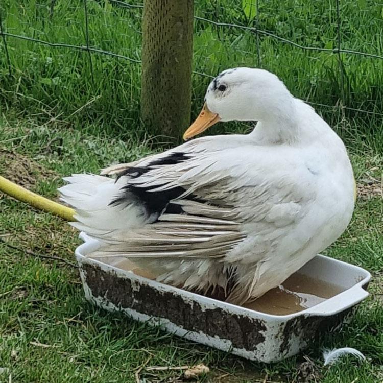 Ancona Duck taking a bath