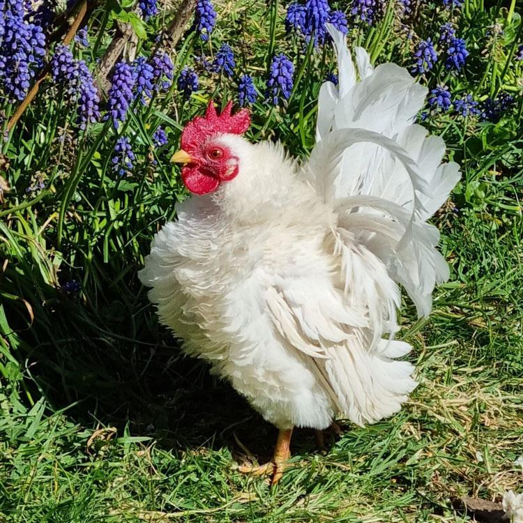 White Frizzle Serama Rooster