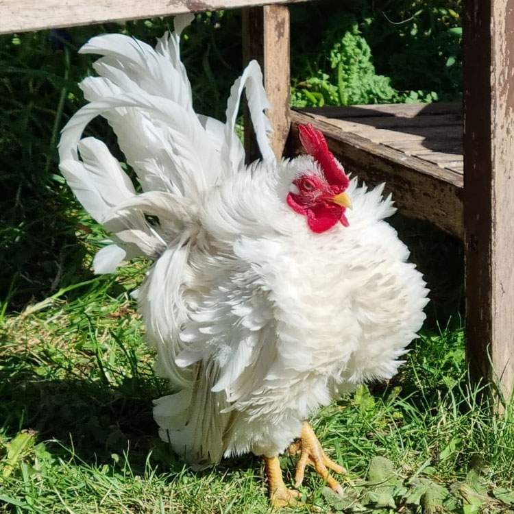White Frizzle Serama Rooster