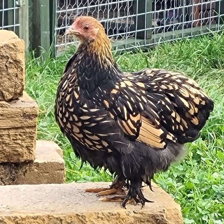 Gold-Laced Pekin Bantam