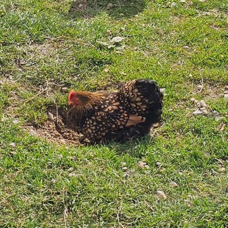 Gold-Laced Pekin Bantam