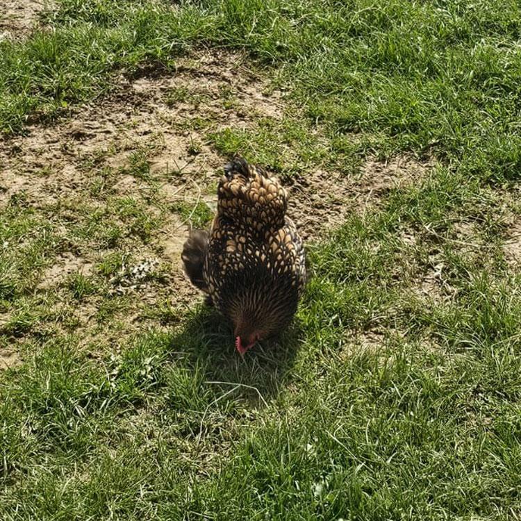 Gold-Laced Pekin Bantam