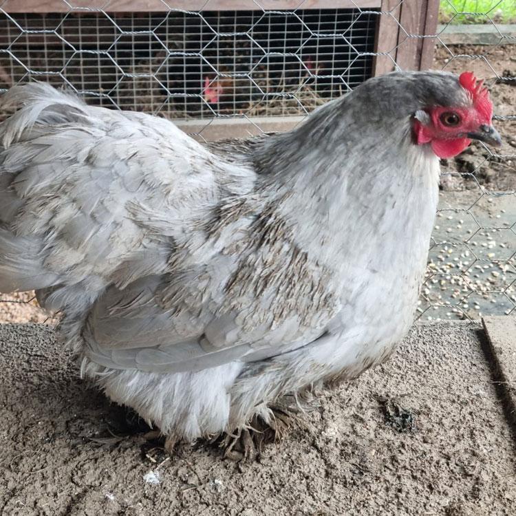 Lavender Pekin Bantam