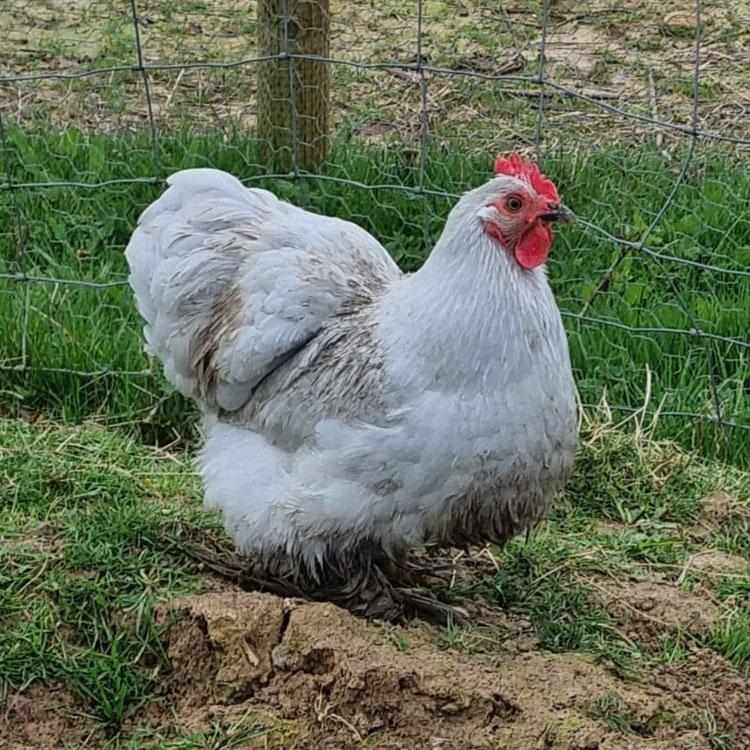 Lavender Pekin Bantam