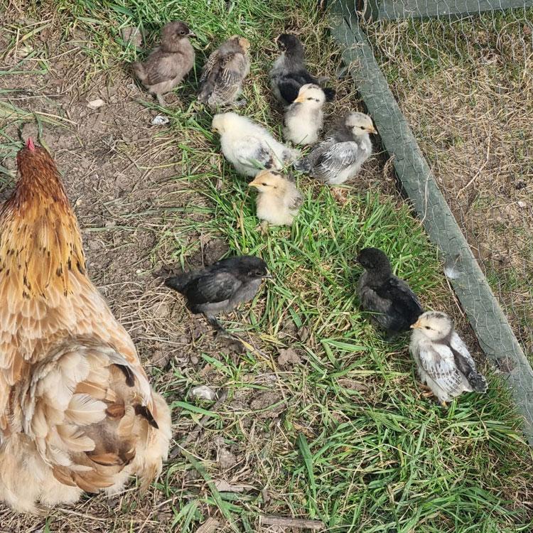 New Hampshire mother hen and her chicks