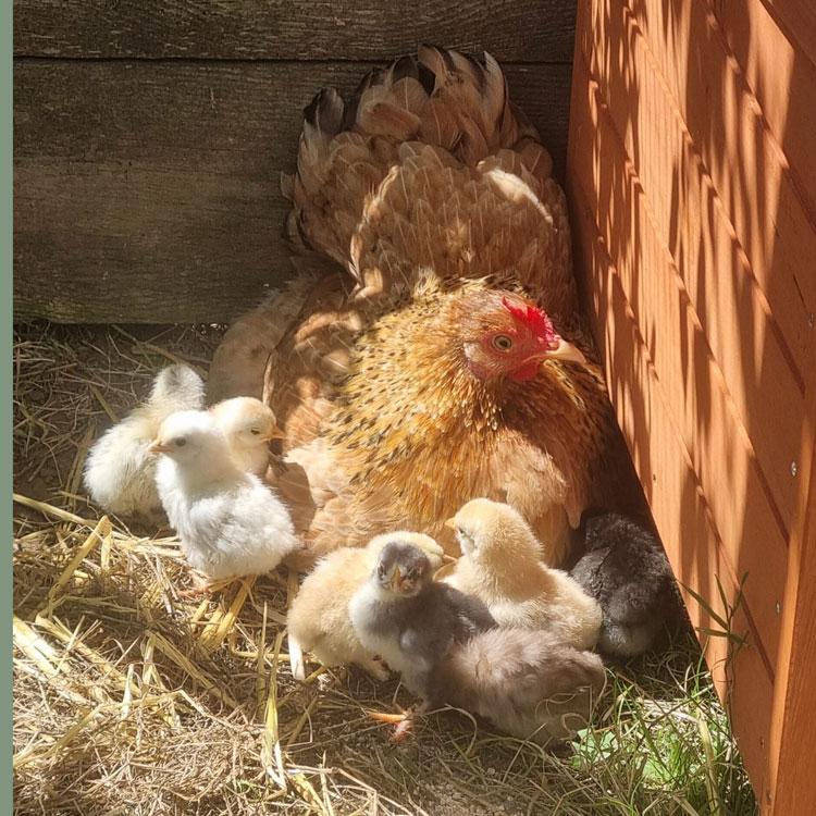 New Hampshire mother hen and her chicks nesting